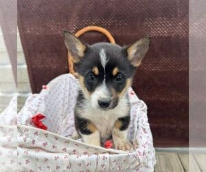 Pembroke Welsh Corgi Puppy for sale in ROCKVILLE, IN, USA