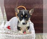 Small Pembroke Welsh Corgi