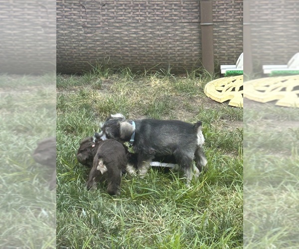 Medium Photo #3 Schnauzer (Miniature) Puppy For Sale in PLATTE CITY, MO, USA