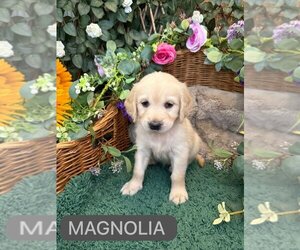 English Cream Golden Retriever Puppy for sale in HOUSTON, TX, USA