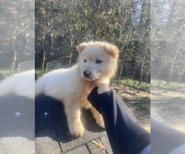 Medium Photo #4 Gerberian Shepsky Puppy For Sale in MAD RIVER, CA, USA