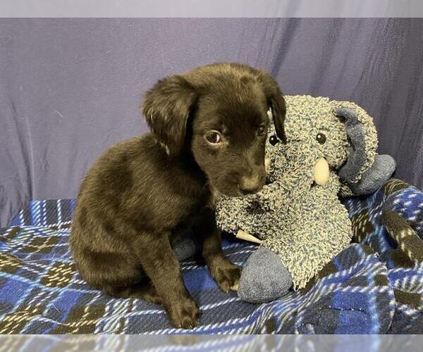 Medium Photo #1 Labrador Retriever-Unknown Mix Puppy For Sale in Modesto, CA, USA
