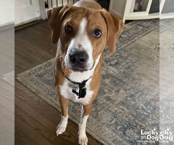 Medium Photo #3 Mutt Puppy For Sale in Washington, DC, USA