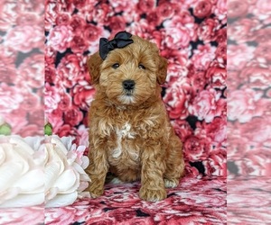 Labradoodle-Poodle (Miniature) Mix Puppy for sale in KIRKWOOD, PA, USA