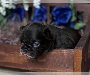 French Bulldog Puppy for sale in SPRINGFIELD, MO, USA