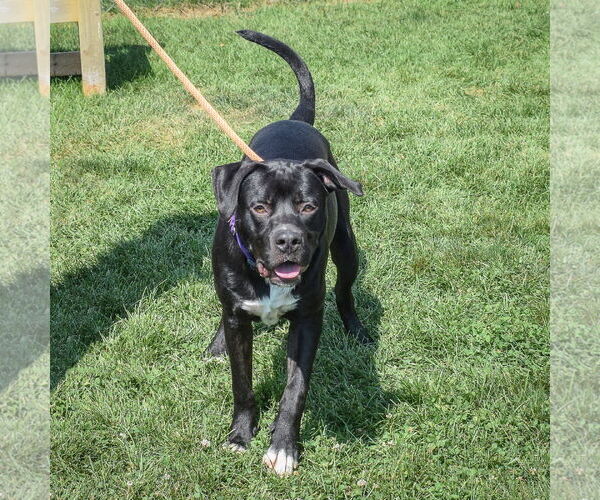 Medium Photo #5 American Staffordshire Terrier-Unknown Mix Puppy For Sale in Huntley, IL, USA