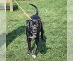 Small #4 American Staffordshire Terrier Mix