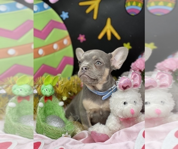 Medium Photo #4 French Bulldog Puppy For Sale in BELLVILLE, TX, USA