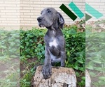 Small Photo #36 Great Dane Puppy For Sale in OGDEN, UT, USA