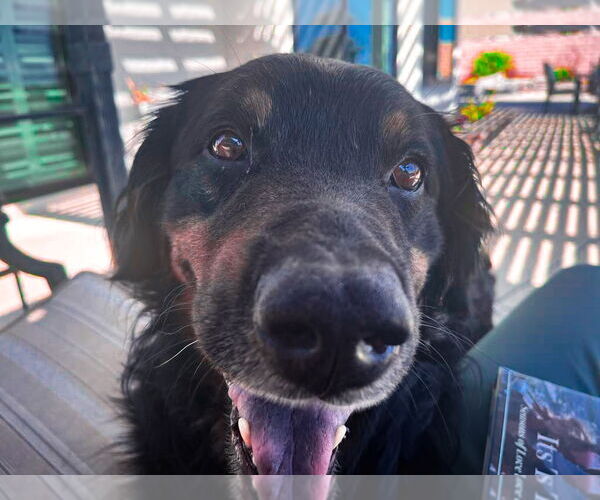 Medium Photo #2 Mutt Puppy For Sale in San Diego, CA, USA
