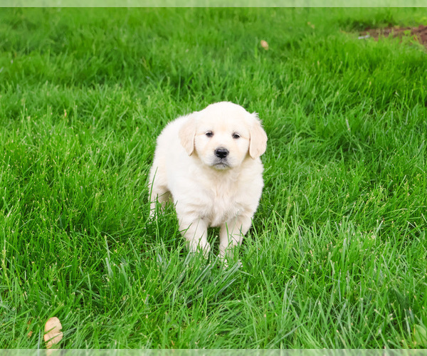 Medium Photo #17 English Cream Golden Retriever Puppy For Sale in SYRACUSE, IN, USA