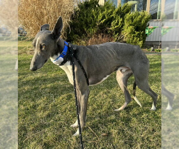 Medium Photo #3 Greyhound Puppy For Sale in Cherry Hill, NJ, USA