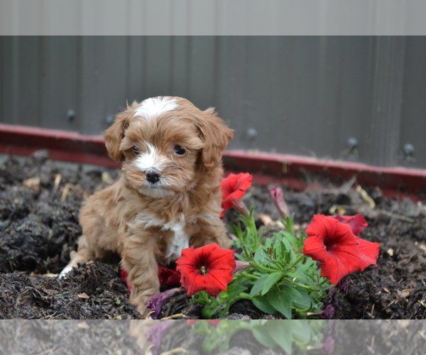Medium Photo #1 Cavapoo mix (+ Poodle Miniature) Puppy For Sale in GREENWOOD, WI, USA