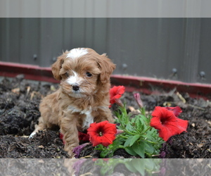 Cavapoo mix (+ Poodle Miniature) Puppy for sale in GREENWOOD, WI, USA