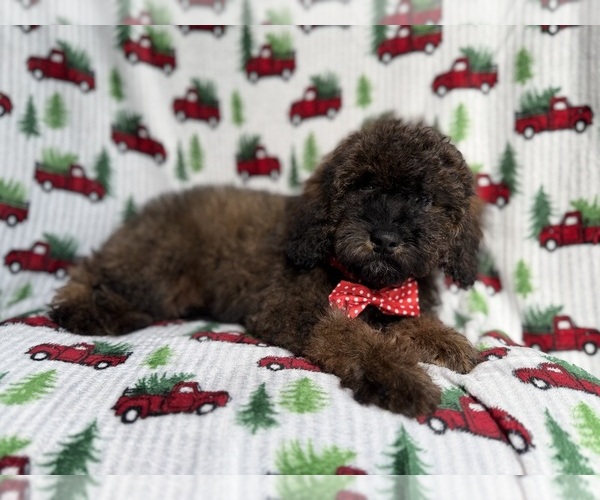 Medium Photo #3 Cockapoo (Miniature) Puppy For Sale in LAKELAND, FL, USA