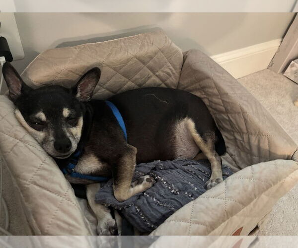 Medium Photo #3 Chipin Puppy For Sale in Raleigh, NC, USA