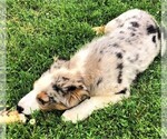 Small Photo #1 Australian Shepherd Puppy For Sale in STRATFORD, WI, USA