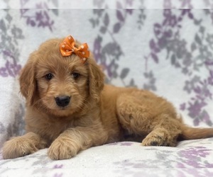 Goldendoodle (Miniature) Puppy for sale in LAKELAND, FL, USA