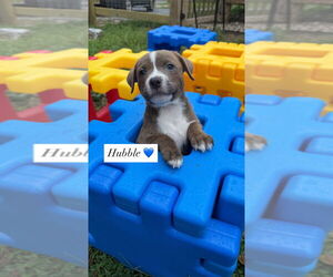 American Pit Bull Terrier-American Staffordshire Terrier Mix Dogs for adoption in Wenonah, NJ, USA