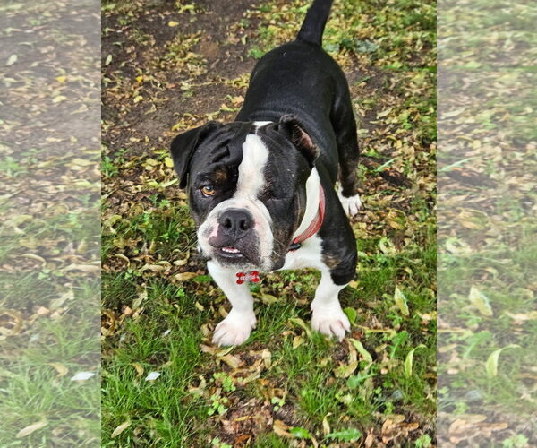 Medium Photo #4 Bulldog Puppy For Sale in St. Louis Park, MN, USA