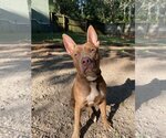 Small #10 American Staffordshire Terrier Mix