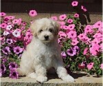 Small Photo #2 Maltipoo Puppy For Sale in FREDERICKSBURG, OH, USA