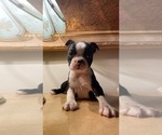 Small Photo #2 Boston Terrier Puppy For Sale in SANDERSON, FL, USA