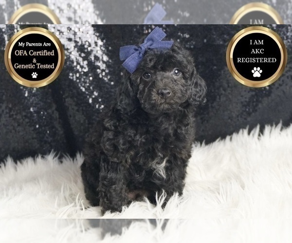 Medium Photo #5 Poodle (Toy) Puppy For Sale in WARSAW, IN, USA