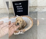 Small Photo #10 Golden Retriever Puppy For Sale in SAN BERNARDINO, CA, USA
