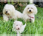 Small Photo #3 Maltese Puppy For Sale in ORLANDO, FL, USA