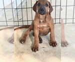 Small #17 Rhodesian Ridgeback