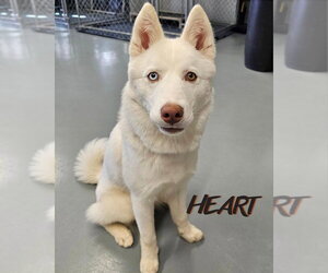 Asta - Male Siberian Husky Dog for Adoption - Photo #5