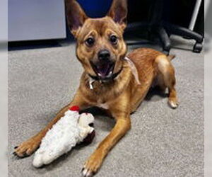 Chihuahua Dogs for adoption in Salinas, CA, USA