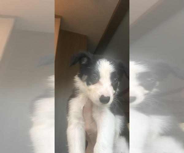 Medium Photo #5 Border Collie Puppy For Sale in BRISTOW, OK, USA