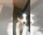 Puppy Bonnie Border Collie