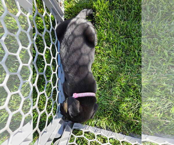 Medium Photo #4 Huskies -Labrador Retriever Mix Puppy For Sale in MIDWAY, UT, USA