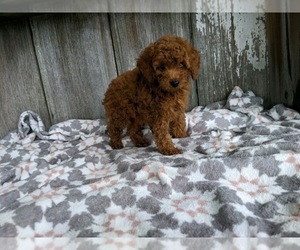Poodle (Miniature) Puppy for sale in MILLERSBURG, OH, USA