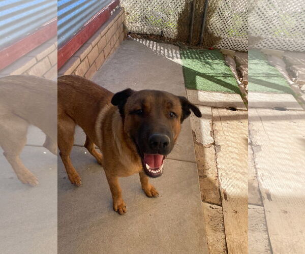 Medium Photo #3 Mutt Puppy For Sale in La Verne, CA, USA