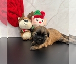 Puppy Screech Shih Tzu