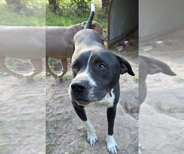 Medium Photo #7 American Pit Bull Terrier-Labrador Retriever Mix Puppy For Sale in Brewster, NY, USA