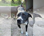 Small #6 American Pit Bull Terrier-Labrador Retriever Mix