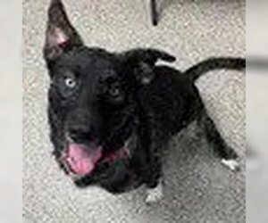 Siberian Husky-Unknown Mix Dogs for adoption in Bristol, CT, USA