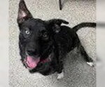 Rapunzel - Female Siberian Husky-Unknown Mix Dog for Adoption - Small photo