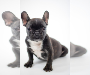 French Bulldog Puppy for sale in PORT SAINT LUCIE, FL, USA