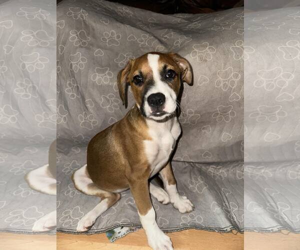 Medium Photo #2 Boxer-Unknown Mix Puppy For Sale in pomfret, CT, USA