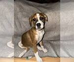 Small #1 Boxer Mix