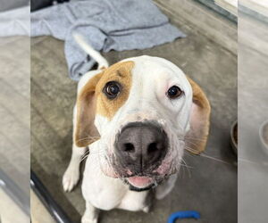Hound Dawgs : Clark - Male Mutt Dog for Adoption - Photo #6