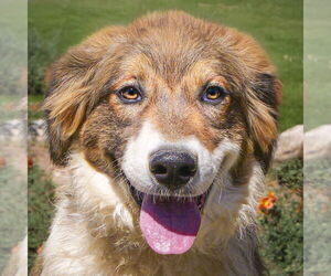 Australian Shepherd-Great Pyrenees Mix Dogs for adoption in Albuquerque, NM, USA