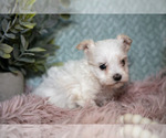 Small #2 Maltipoo