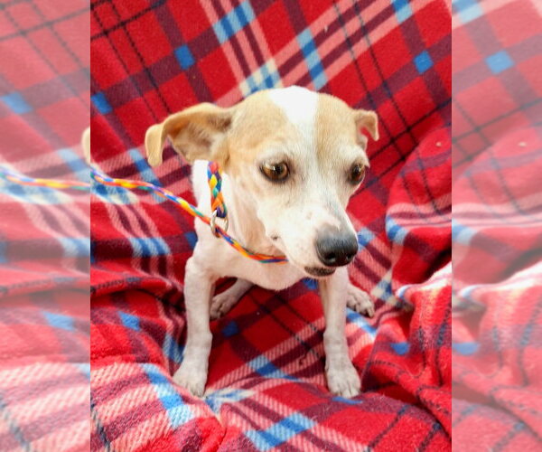 Medium Photo #1 Chihuahua-Unknown Mix Puppy For Sale in Missouri City, TX, USA